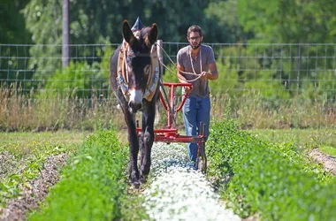 La Belle Affaire, Les Champs des tis’ânes