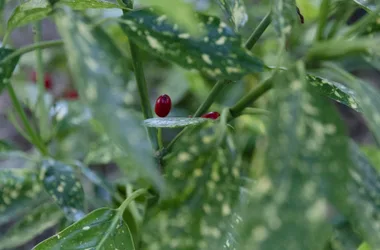 Les Jardins de la Régie