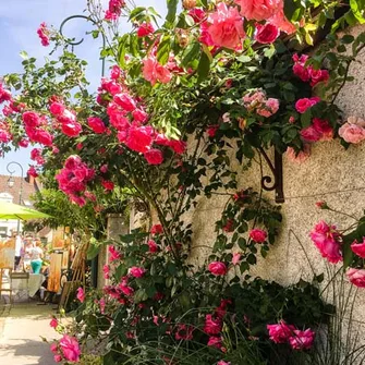 Festival des roses