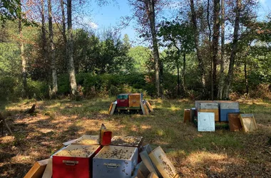 degustation-la-ferte-saint-aubin-miel-1991-ruches