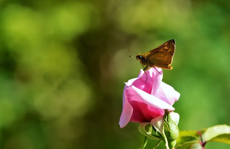 Rose et papillon