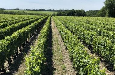 Domaine du Margalleau – Bruno et Jean-Michel Pieaux