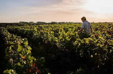 Domaine de la Pagerie – Famille Pointereau