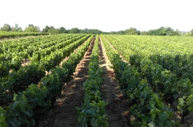 Beaulieu sur Loire - Domaine Guérot - vignes