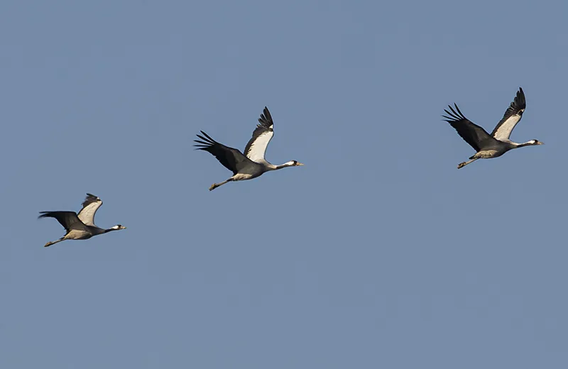 Visite "La migration des oiseaux" ((Perfectionnement))