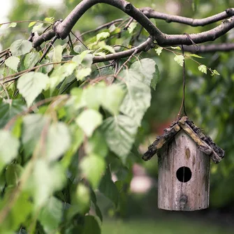 Oiseaux des nichoirs et mangeoires