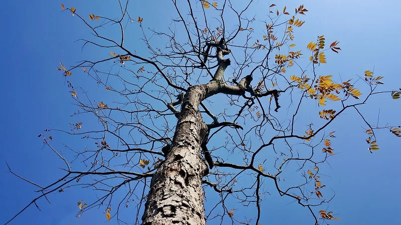 Mon arbre totem au crépuscule Le 19 oct 2024