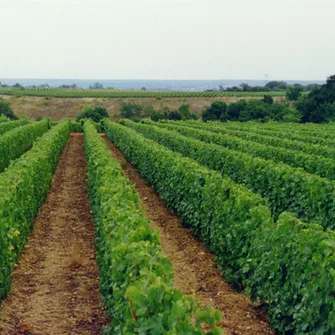 Domaine Nicolas Brunet