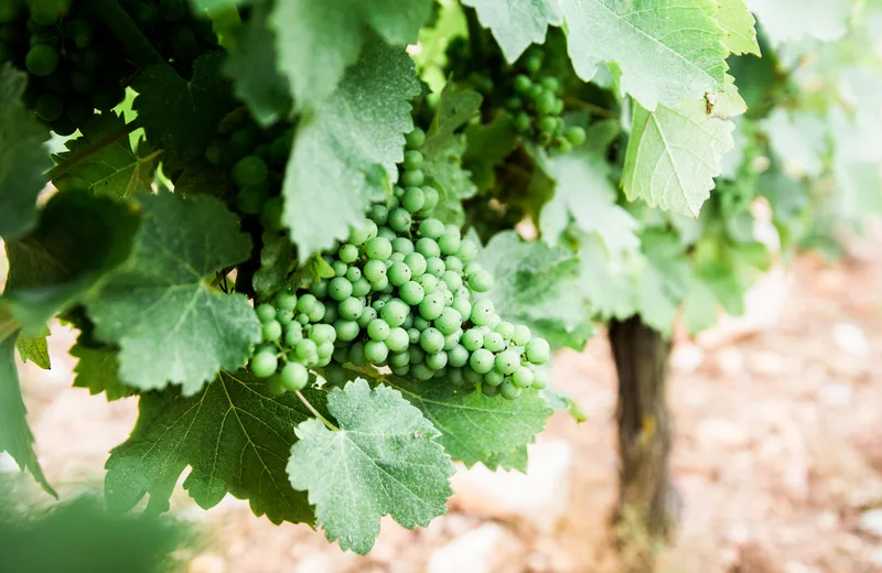 Festival des Vins des Coteaux du Giennois Le 8 juin 2024