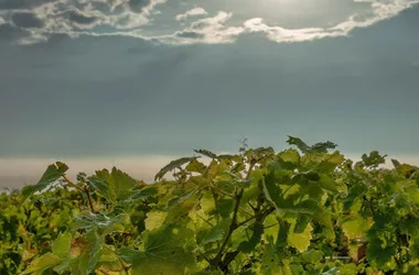 Route des Vignobles en Coeur de France