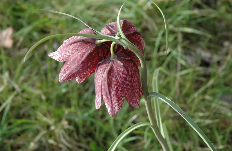 Les Prairies de Beauvoir