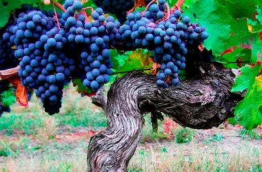 Le Fascinant Week-End au Domaine Nicolas Paget : Ils se mettent en 4 pour nos 5 vins : Dégustation, visites de caves troglodyteset balade en side-car