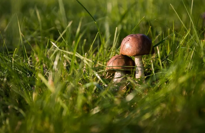 Découvertes Sologne Nature - Un coprin pie et compagnie