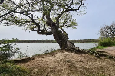 Le Carré d’Etoiles / Domaine de la Crapaudine