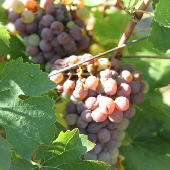 Domaine Nicolas Brunet