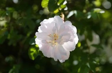 Les Jardins de la Régie