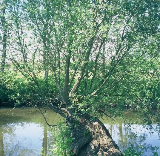 Les prairies de l’Indre