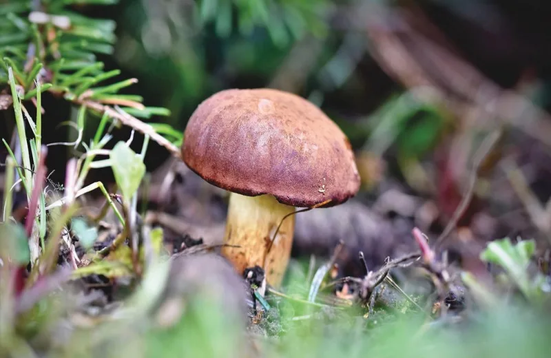 Visite troglo champignons