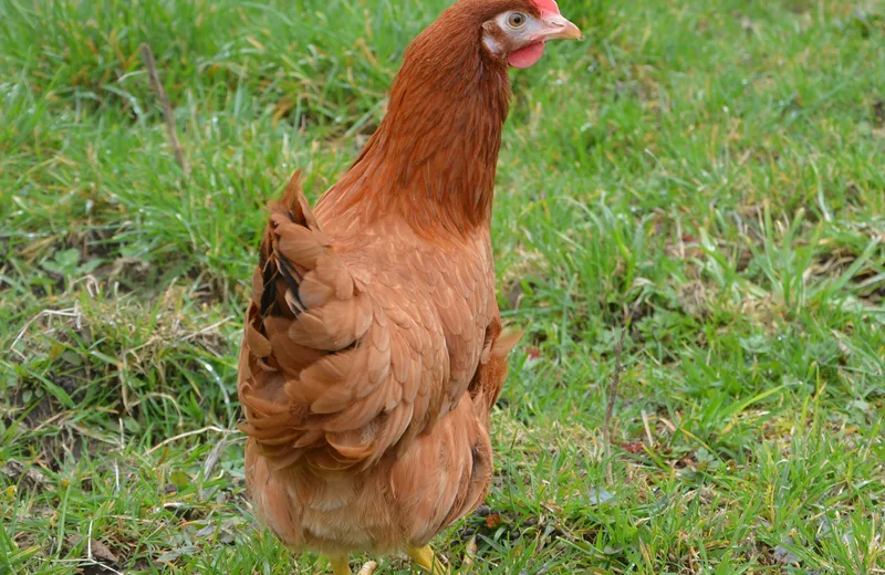 Ferme Les Charaquins