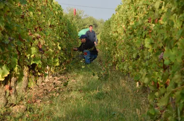 Xavier Frissant Vigneron