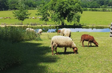 patrimoine-menestreau-en-vilette-domaine-du-ciran-moutons-2