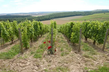 Domaine Vacheron