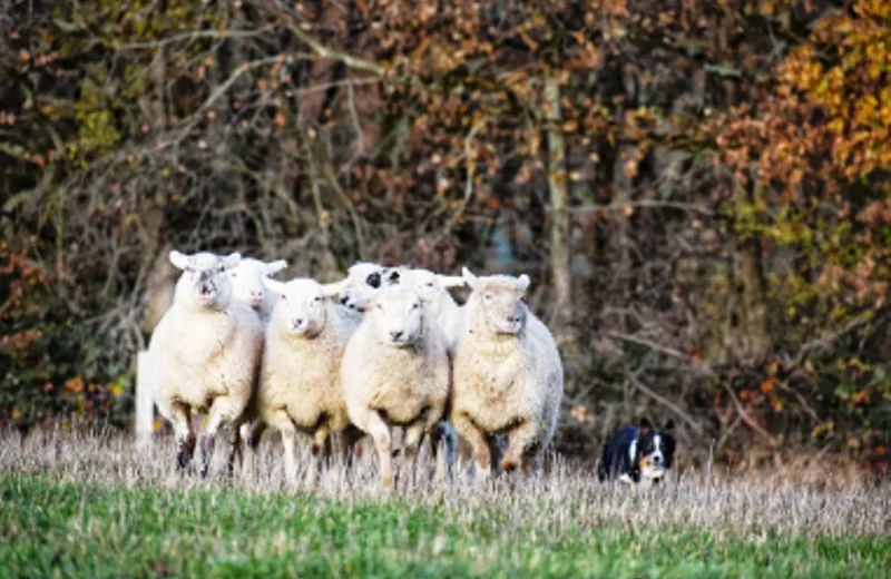 Les Moutons de Cotron :brebis_et_chien