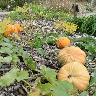 Atelier d’automne : creusage de citrouilles