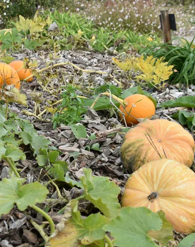 Atelier d’automne : creusage de citrouilles