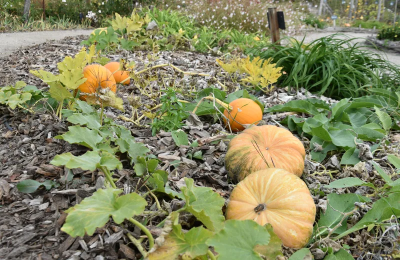 Atelier d’automne : creusage de citrouilles