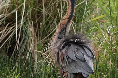 Exposition photos « Oiseaux du Berry et d’ailleurs »