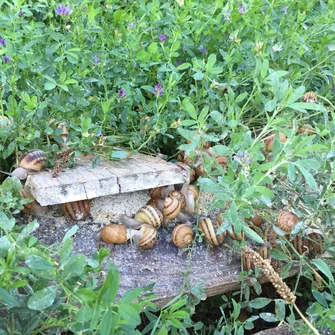 L’escargot sur Loire