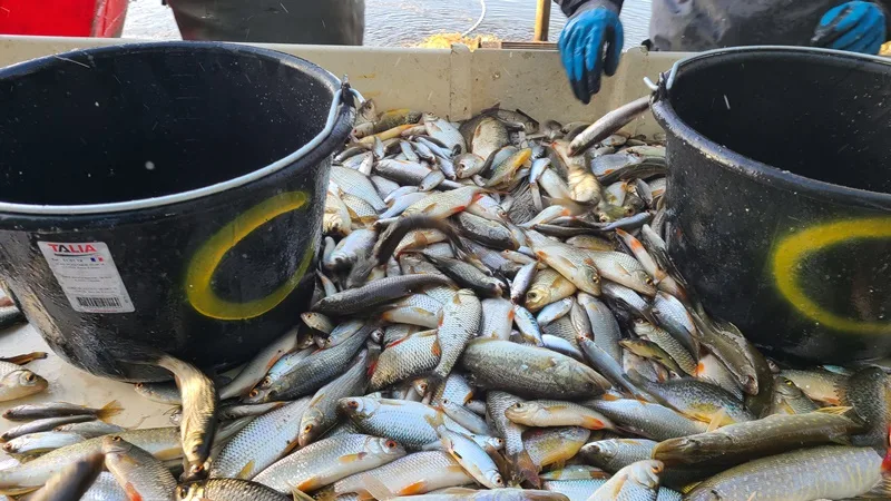 Découverte commentée d’une pêche d’étang