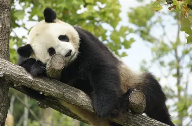 Panda-Zooparc de Beauval