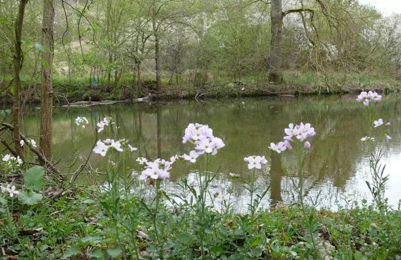 Le marais de la Presle