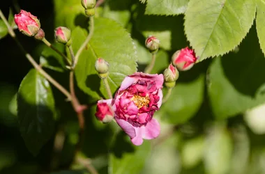 Les Jardins de la Régie