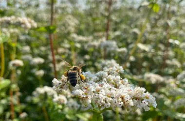 degustation-la-ferte-saint-aubin-miel-1991-abeille-butinant