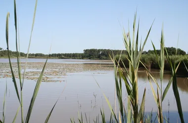 Site naturel de l'étang de Bellebouche