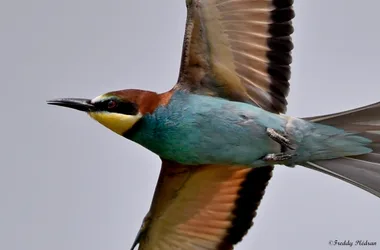 PLUME DE NATURE