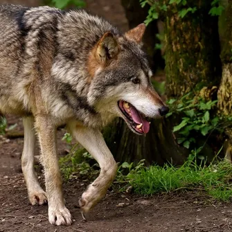 Conférence contée « Le loup : tout une histoire ! » au Château de Talcy