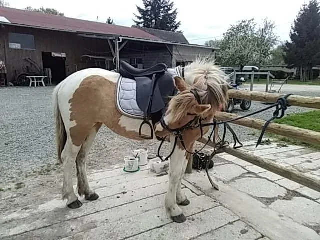 Poney Club du champ brulé- Tous à cheval