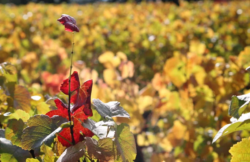 Domaine Gérard Terrier