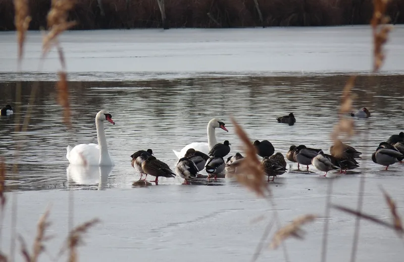 Les oiseaux hivernants de la Réserve Massé-Foucault