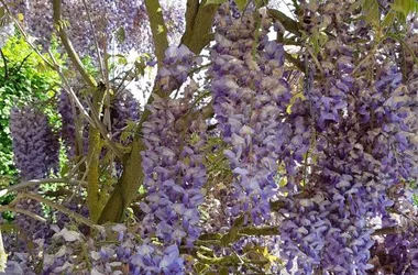 La Glycine