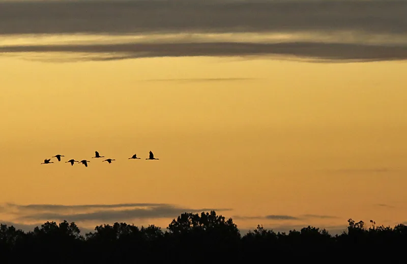 Conférence "Les Grues cendrées en Brenne" Le 23 nov 2024