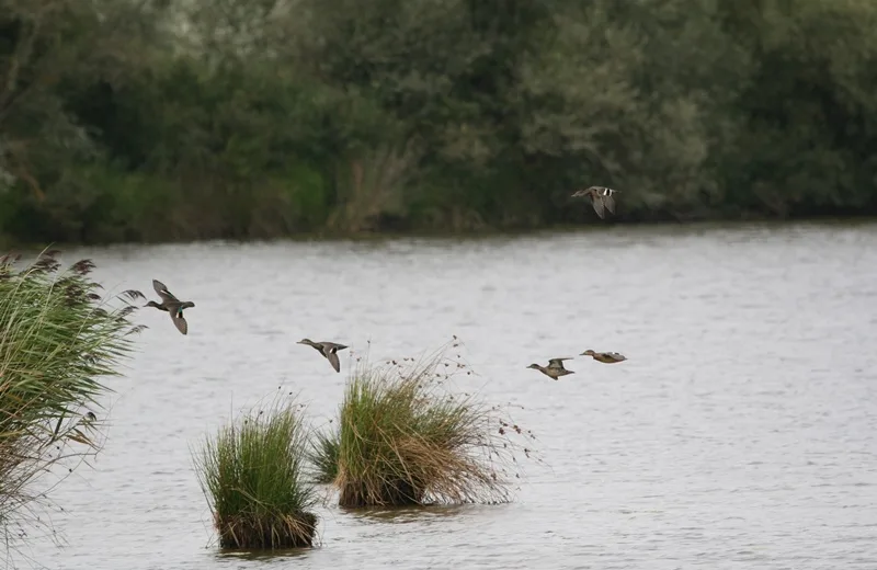 Les oiseaux hivernants de la Réserve de Chérine