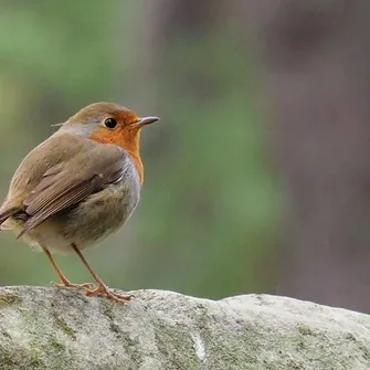 Oiseaux des nichoirs et mangeoires