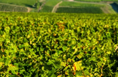 Route des Vignobles en Coeur de France