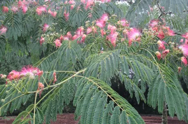 Arboretum de la Brune