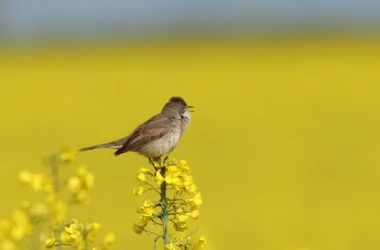 Exposition photos « Oiseaux du Berry et d’ailleurs »